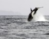 Orca Porpoise.jpg